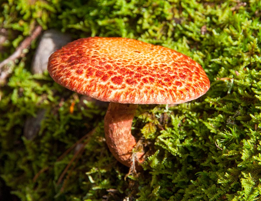 Mushroom in the Sun